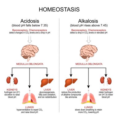 Homeostasis. PH yönetmeliği. Alkaloz, kan pH 'ı normalin üzerine çıktığında ve kan pH' ı normalin altına düştüğünde Acidosis. Vektör posteri