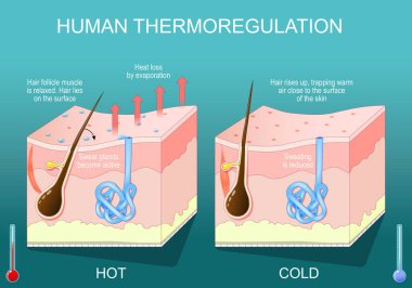 Derisi termoregülasyonda. Vücut ısısı düzenlemesi. Ter deriye ulaşır ve sıvıdan buhara dönüşür. Mekanizma vücut ısısı düzenlemesi. İzometrik düz çizim. Vektör posteri