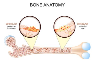 Kemik anatomisi. Kırık Kemik Dokusunun Osteoclast 'ı, Kemiği Sentezleyen Osteoblast ve Osteocyte. İnsan uyluk kemiğinin çapraz kesiti. Vektör posteri