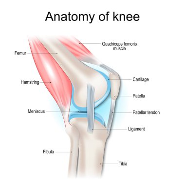 Diz anatomisi. Diz eklemi yapısı. İnsan bacağının önemli kısımları. Kemikler, kaslar, kıkırdak, tendon ve diz bağları. Yan görüş. Vektör posteri