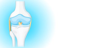 Mavi ve beyaz arkaplandaki Bones of Dnee eklem ve metin için kopyalama alanı. İnsan dizinin ön görüntüsü. Vektör illüstrasyonu