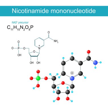 NMN molekülü. Nikotin mononükleotid. NAD 'ın moleküler kimyasal yapısal formülü ve modeli artı öncül. Vektör illüstrasyonu