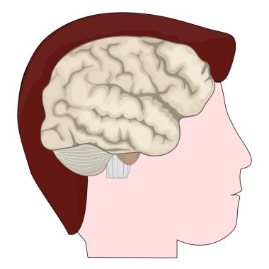 Beyni olan insan kafası. Siluet simgesi. Vektör posteri. Çizim düz biçimli. 