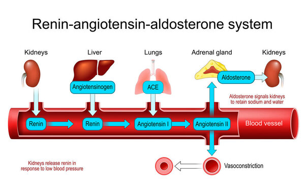 Renin Angiotensin Aldosterone System. RAAS regulation. Blood pressure control. homeostasis. Cardiovascular diseases. Vector poster