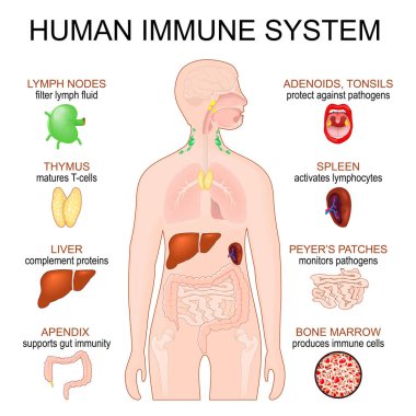Bağışıklık sistemi. İnsan anatomisi. İç organları olan insan silueti. Doğuştan gelen ve uyarlanabilir bağışıklık. Vektör posteri