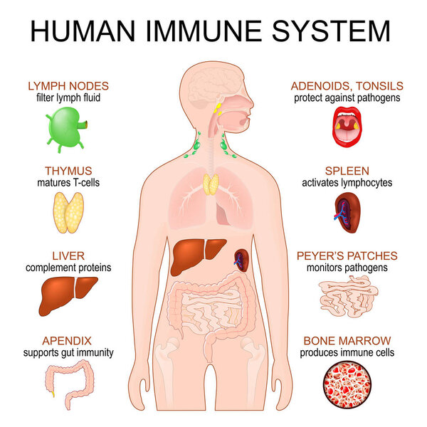 Иммунная система. Человеческая анатомия. Человеческий силуэт с внутренними органами. Врождённый и адаптивный иммунитет. Векторный плакат