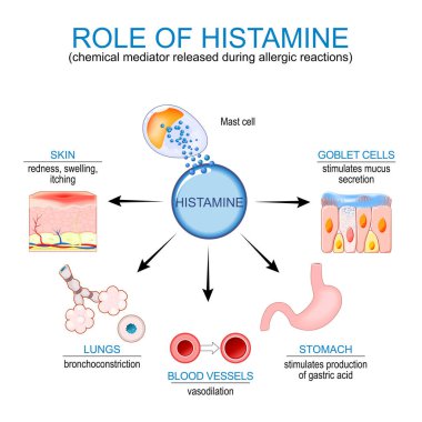 Histamin. Göğüs hücreleri ve bağışıklık sistemi alerjik reaksiyona tepki veriyor. Histamin, alerjik reaksiyonlar sırasında salınan kimyasal arabulucudur. Vektör posteri