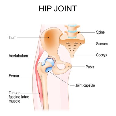 Hip joint anatomy. Ball-and-socket joint. Vector poster clipart