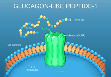Glukagon benzeri peptit-1. Reseptör GLP1R ile hücre zarının lipid bipid katmanını kapatın. Vektör illüstrasyonu.