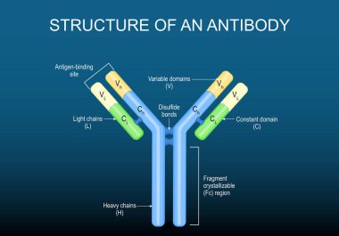 Antikor molekülünün yapısı. Bağışıklık sistemi anatomisi. Humoral dokunulmazlık. Monoklonal antikorlar. İmmünoterapi. Otomatik antikor. Vektör illüstrasyonu.