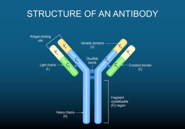 Structure of antibody molecule. Immunoglobulin anatomy. Humoral immunity. Monoclonal antibodies. Immunotherapy. Autoantibodies. Vector illustration. clipart