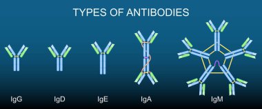 Antikorların türleri. Bağışıklık sistemi anatomisi Ig, IgA, IgD, IgG, IgM. Humoral dokunulmazlık. Monoklonal antikorlar. İmmünoterapi. Otomatik antikor. Vektör illüstrasyonu.