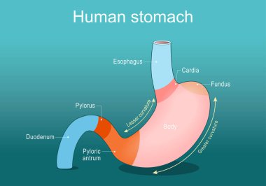 Mide anatomisi. İnsan midesi parçaları, Cardia ve Esophagus 'tan Pylorus ve Duodenum' a kadar. Vektör posteri. Isometric Düz İllüstrasyon