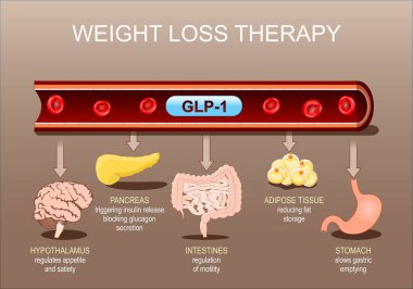 Kilo kaybı terapisi ve GLP-1. Gastrobağırsak hormonları. Satiety ve Appetite düzenlemelerinde Glucagon-benzeri peptit-1 rolü. Metabolik sağlık. Vektör posteri. Isometric düz illüstrasyon