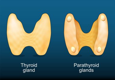 Tiroid bezi ve Paratiroid bezleri. İnsan endokrin sistemi. Hormon kuralları. Kalsiyum homeostasis. Vektör illüstrasyonu