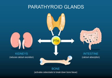Paratiroid bezleri. Paratiroid hormonu rolü. İnsan endokrin sistemi. PTH hormon yönetmeliği. Parathormone, Bone, böbrekler ve kalsiyum homeostasis. Paratirin, bağırsak ve kalsiyum emilimi. Vektör illüstrasyonu