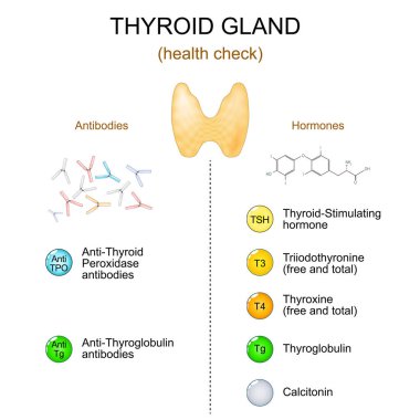 Tiroid bezi fonksiyon testi. Tiroid muayenesi. Endokrinolog muayenesi için antikorların ve hormonların kan testi. Tiroit kanseri taraması. Vektör illüstrasyonu