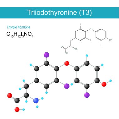 Triyodotironin molekülü. Moleküler kimyasal yapısal formül ve T3 modeli. Tiroid hormonu. İskelet formülü ve Triiodothyronine 'in top ve sopa modeli. İnsan endokrin sistemi. Vektör illüstrasyonu