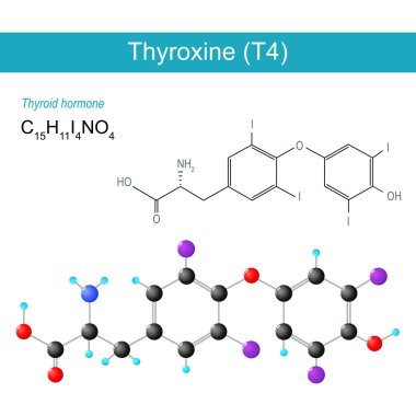 Tiroksin molekülü. Moleküler kimyasal yapısal formül ve T4 modeli. Tiroid hormonu. İskelet formülü ve Thyroxine 'in top ve sopa modeli. İnsan endokrin sistemi. Vektör illüstrasyonu