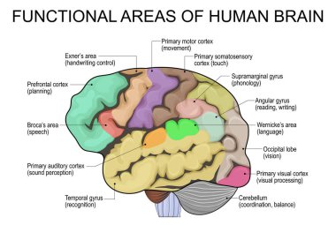 İnsan beyni anatomisi. Beyin fonksiyonel alanlar haritası. Vektör illüstrasyonunu düzenlemek kolaydır.