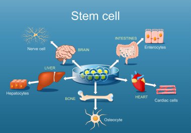 Stem cell application. Regenerative medicine and Stem Cell therapy. Vector illustration