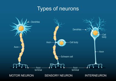 Farklı nöron türleri. Nöron yapısı. Sinirsel sınıflandırma. Tıbbi şema. Vektör illüstrasyonu