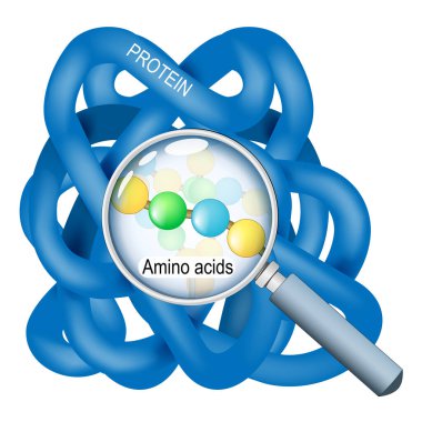 Protein yapısı. Protein molekülüne yakın çekim. Büyüteç sayesinde bir amino asit zinciri görülebilir. Vektör çizimi. Tıbbi poster. Şematik diyagram.