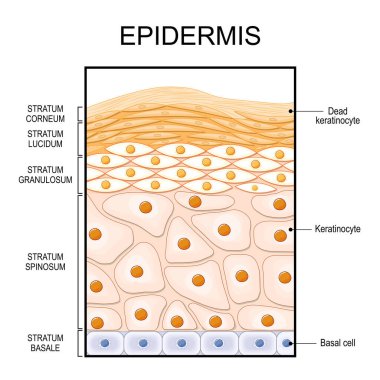 Epidermis yapısı. Epitel anatomi. Deri yenilenmesi ve epidermal hücreler. Üst derinin çapraz kesimi. Vektör çizimi. Tıbbi poster. Şematik diyagram.