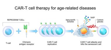 Yaşla ilgili hastalıklar için CAR-T hücre tedavisi. Yaşlanma için bağışıklık terapisi. Yaşlılık hücrelerinin öldürülmesi. Genetik olarak tasarlanmış. Kişisel tıp. Vektör çizimi. Tıbbi poster. Şematik diyagram
