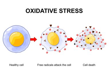 Sağlıklı hücreden hücre ölümüne kadar oksidatif stres. Apoptozis ya da nekroz. Serbest radikaller ve antioksidan üretimi arasındaki dengesizlik. Vektör çizimi. Tıbbi poster. Şematik diyagram