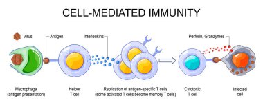 Antijen sunumundan sitotoksik tepkiye ve hafıza T hücresi oluşumuna kadar hücre aracılığında bağışıklık. Uyarlanabilir bağışıklık. Vektör çizimi. Tıbbi poster. Şematik diyagram