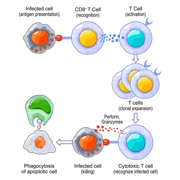 T-hücresi etkinleştirme ve tepki. Uyarlanabilir bağışıklık. Vektör çizimi. Tıbbi poster. Şematik diyagram