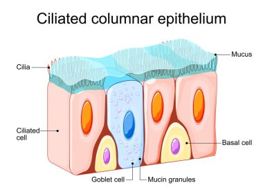 Kilitlenmiş sütun epitelyumu. Epitel hücreler mide, bağırsaklar, duodenum, fallop tüpleri, rahim, omuriliğin merkezi kanalı, burun, kulaklar ve tat alma tomurcukları astarını oluşturur. Burun epitelyumu. Kilitli hücreler. Solunum savunması.