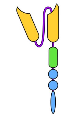 Chimeric antijen reseptörü T hücresi. CAR-T-hücresinin sembolü. İmmünoglobülin belirtisi. Genetik olarak tasarlanmış. Kişisel tıp. Vektör çizimi. Tıbbi poster. Şematik diyagram