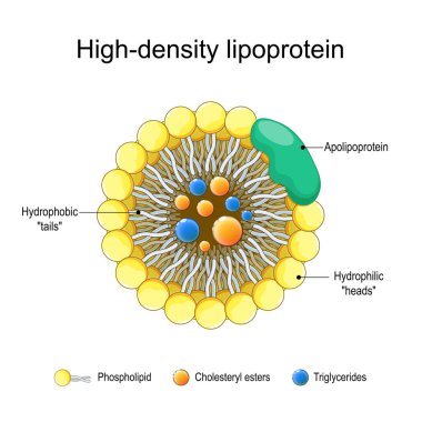 Yüksek yoğunlukta lipoprotein. Temel kavramlar, yapı. Kolesterol Taşımacılığı. Vektör çizimi. Tıbbi poster. Şematik diyagram