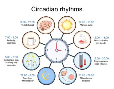 Circadian ritmi. Biyolojik Saat. Uyku-uyanma döngüsü. Uçuş sersemliği. Vektör çizimi. Tıbbi poster. Şematik diyagram