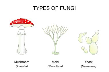 Mantar türleri. Mantar, maya, küf. Amanita, Malassezia ve Penicillium. Vektör çizimi. Eğitim posteri. Şematik diyagram