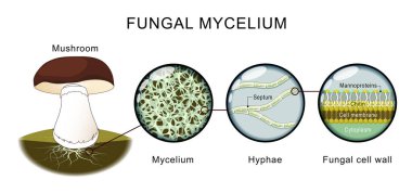 Mantar anatomisi. Mantar, miselyum, hyphae. Chitin ve mantar hücre duvarı yapısı. Filamentous miselyumuna yakın çekim. Eğitimsel kullanım için yüksek kalite vektör illüstrasyonu. Poster. Şematik diyagram. 