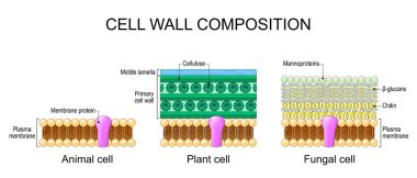 Hücre duvarı bileşimi. Hayvandaki lipid bilayer plazma zarının yapısı ve anatomisi karşılaştırıldı. Orta lamella, bitkide selüloz olan birincil hücre duvarı. Mannoproteinler, glukaninler ve mantarlarda chitin. Hücre duvarının katmanlarını kapatın. Vektör illus