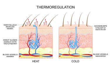 Isı düzenleme süreci. Vücut çok sıcaksa, kan damarları genleşir, ter bezleri daha fazla ter üretir, bu da deriyi soğutmak için buharlaşır. Homeostasis. Termal denge. Vücut ısısı düzenlemesi. Vektör. Şematik şema. Ayrıntılı poster. 