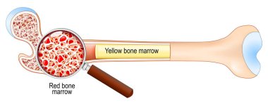 Kemik yapısı ve anatomisi. Sarı kemik iliğine yakın çekim. Büyütecin altında, kırmızı kemik iliği. Akıl sağlığı. Şema çizimi. Tıbbi şema. Ayrıntılı Vektör posteri. 