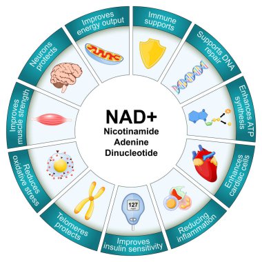 NAD ve Yaşlanma süreci. Nikotinamit dinükleotid. NAD artı. Yaşlılık. NAD + 'nın sağlık yararları. Yaşlanma karşıtı terapi. Detaylı Vektör posteri. Isometric Düz İllüstrasyon