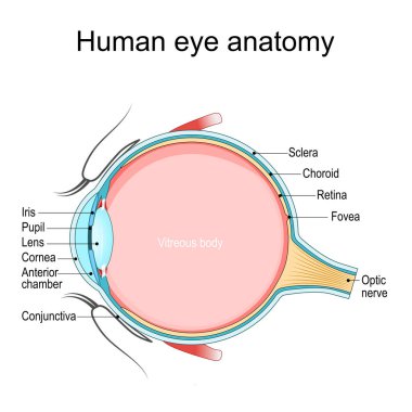 Göz anatomisi. İnsan gözünün çapraz kesiti. Eğitim ve tıbbi kullanım diyagramı. Ayrıntılı Vektör posteri