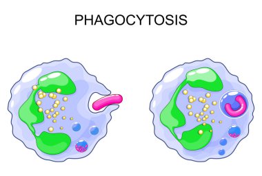Fagositoz. Nötrofiller bakteri emilimi. Bağışıklık sistemi. Doğuştan dokunulmazlık. Beyaz kan hücreleri. Mikrop öldürücü. Ayrıntılı Vektör posteri