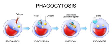 Fagositoz. Patojenlerin makrofaj tanıması, ardından endoksitozis, lizozom ve elektrolit füzyon içeren sindirim ve enkaz eksozitoz. Bağışıklık sistemi. Doğuştan dokunulmazlık. Beyaz kan hücreleri. Mikrop öldürücü. Ayrıntılı Vektör posteri
