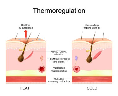 Isı düzenleme süreci. Isı kaybı ve ısı kaybı. Kan damarı ve termoreseptörlü insan derisi. Ayrıntılı Vektör posteri