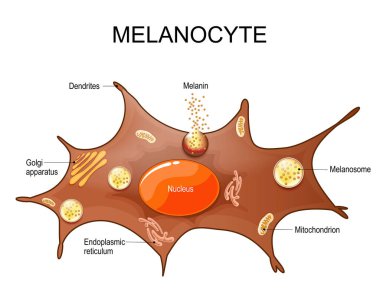 Melanosit. Hücre anatomisi. Deri rengi. Pigment sentezi. Ayrıntılı Vektör posteri