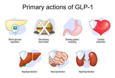 Birincil etkiler ve GLP-1 'in hareketleri. Anahtar Rolleri: Glucagon benzeri peptit-1. Kilo kaybı. Ayrıntılı Vektör posteri