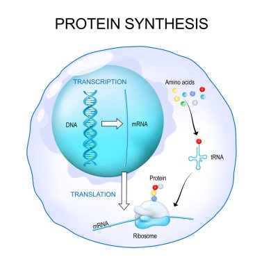 Ribozom 'da protein sentezi. DNA 'nın kopyası ve çevirisi. MRNA ribozomları çözüyor. Ayrıntılı Vektör posteri