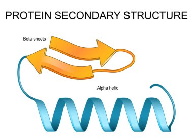 Protein ikincil yapısı. Beta kağıtları ve Alfa sarmalı. Ayrıntılı Vektör posteri